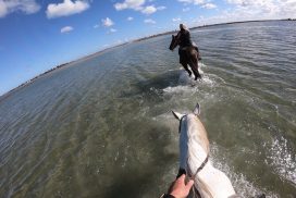 Horseback Riding Experience in Djerba Lagoon