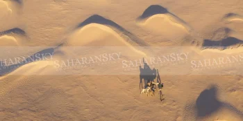 Camellos Sáhara Sahara Camel Trek"