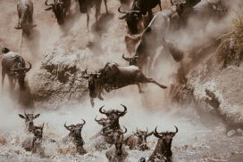 <trp-post-container data-trp-post-id='15820'><trp-post-container data-trp-post-id='15820'>6 Days Safari in National Parks: Ngorongoro Crater and Serengeti</trp-post-container></trp-post-container>