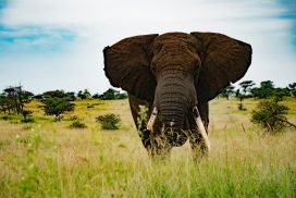 <trp-post-container data-trp-post-id='15789'><trp-post-container data-trp-post-id='15789'>9 Days Safari in National Parks: Tarangire, Ngorongoro Crater, Serengeti and Lake Natron</trp-post-container></trp-post-container>