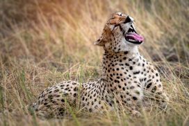 <trp-post-container data-trp-post-id='15817'><trp-post-container data-trp-post-id='15817'>7 Days Safari in National Parks: Tarangire, Ngorongoro Crater and Serengeti</trp-post-container></trp-post-container>