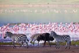 <trp-post-container data-trp-post-id='15786'><trp-post-container data-trp-post-id='15786'>4 Days Safari in National Parks: Lake Manyara and Ngorongoro Crater</trp-post-container></trp-post-container>