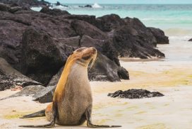 <trp-post-container data-trp-post-id='16312'><trp-post-container data-trp-post-id='16312'>9 Days Galápagos Island Hopping</trp-post-container></trp-post-container>