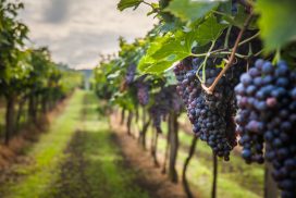 Half-Day Wine-Tasting Private Tour From Tunis